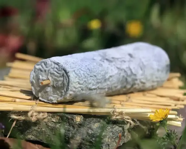 Un fromage de Sainte-Maure de Touraine, reconnaissable à sa forme allongée et sa croûte cendrée, repose sur des tiges de seigle.