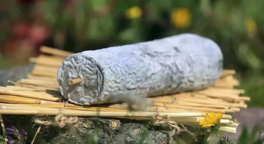 Un fromage de Sainte-Maure de Touraine, reconnaissable à sa forme allongée et sa croûte cendrée, repose sur des tiges de seigle.